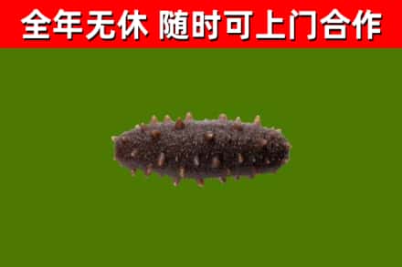 珠海烟酒回收干海参.jpg